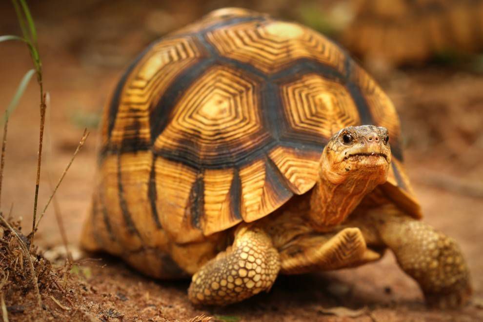 Tom the Tortoise